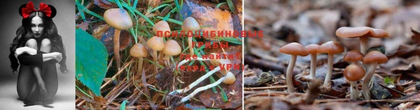 сатива Алексеевка